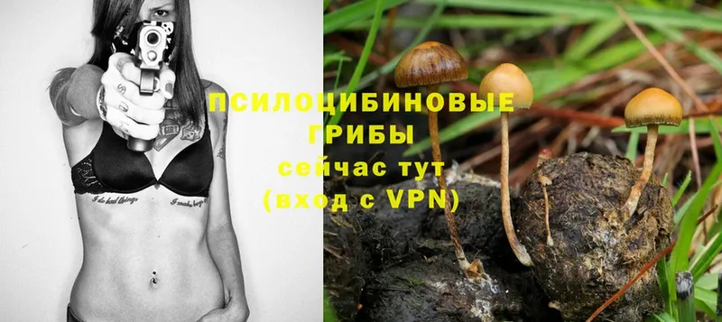 что такое наркотик  Братск  Псилоцибиновые грибы Psilocybe 