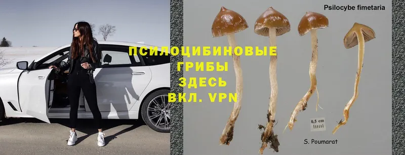 Псилоцибиновые грибы Psilocybine cubensis Братск